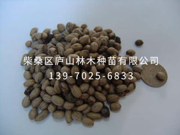 藍(lán)果樹種子