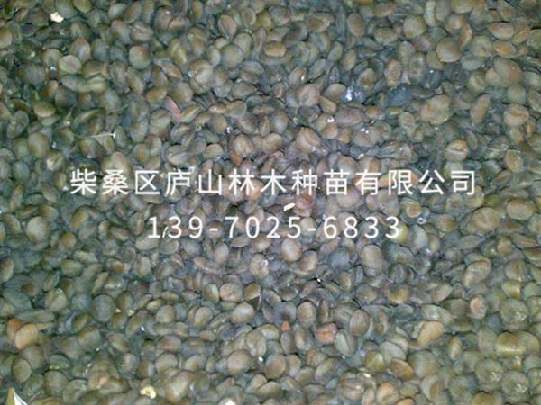 樂東擬單性木蘭種子